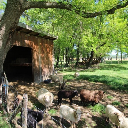  DEMEURES MAISONS PATRIMOINE : Domaines / Propriétés | PAMIERS (09100) | 363 m2 | 688 000 € 