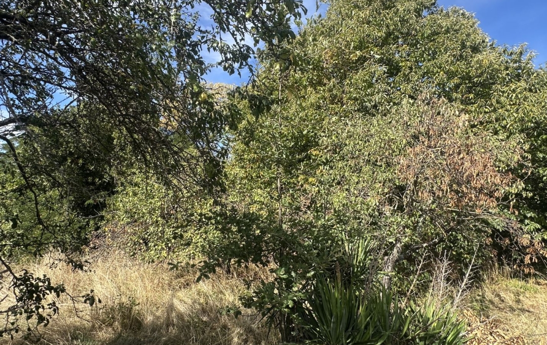 Annonces VERNIOLLE : Terrain | MONTGAILLARD (09330) | 0 m2 | 116 000 &euro; 